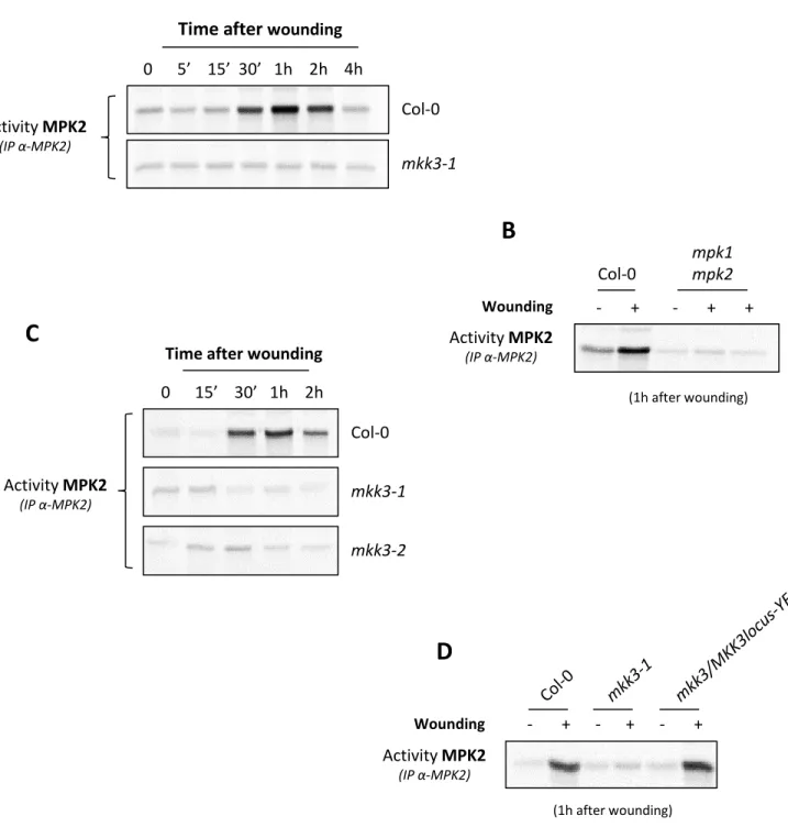 Figure 2.5: MPK2 is activated by wounding in an MKK3-dependent way 