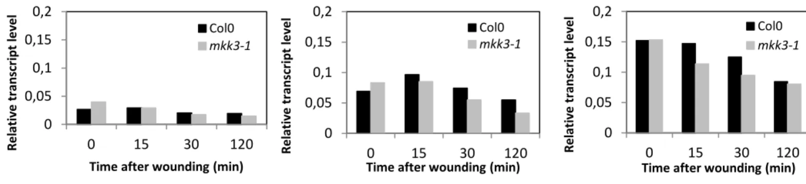 Figure 2.6: MPK1, MPK2 and MPK7 are not transcriptionally regulated by wounding 