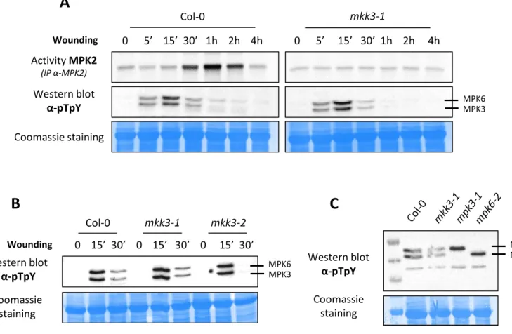 Figure 2.9: MPK3 and MPK6 activation by wounding is not dependent on MKK3 