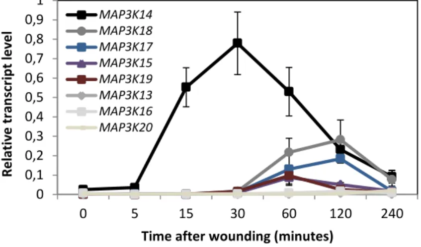 Figure 2.13: Expression of sub-clade III MAP3Ks upon wounding 