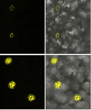 Figure 2.15: Subcellular localization of MAP3K18-YFP upon ABA and wounding 