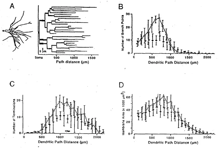 Figure   2 :   Morphologie   de   l'arborisation   dendritique   des   motoneurones   de   chat