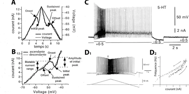 Figure   5 :   Courants   entrants   persistants   dans   les   motoneurones   et   effets   sur   la   décharge