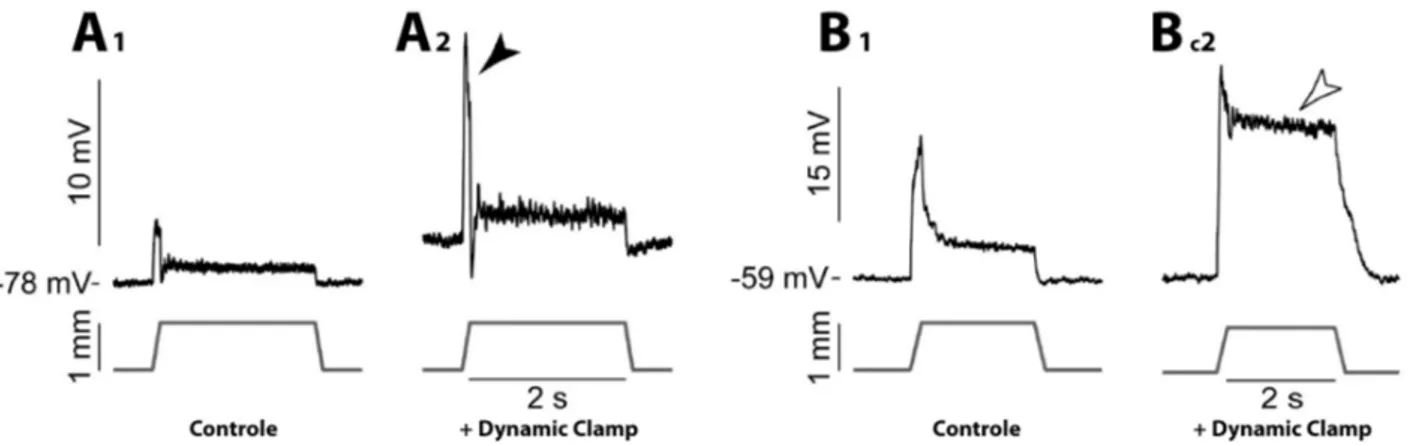 Figure 7 : Amplification différentielle dans les motoneurones résonants et non-résonants