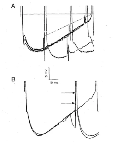 Figure 8 : Variation du seuil des potentiels d'action durant la décharge répétitive. A