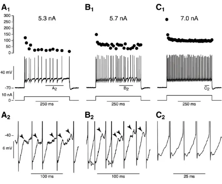 Figure 9 : Oscillations sous-seuil durant la décharge des motoneurones de souris. A1. Décharge (tracé du milieu)