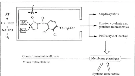 Figure  22 :  Mécanisme  proposé  pour  le  métabolisme  de  l’acide  tiénilique  (AT),  l’inactivation  suicide  du  CYP2C9  et  le  début  du  phénomène  hépatotoxique  (d’après 