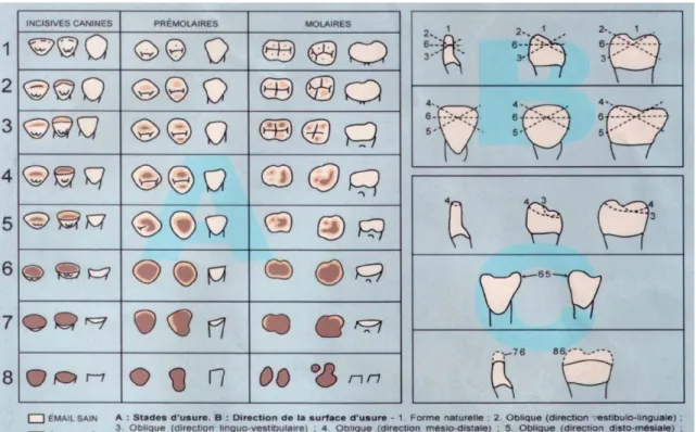 Tableau 2 Méthode de scorage de l'attribution de Molnar associant les stades d'usures, la direction de surfaces et la  forme de la surface d'usure (d'après Incau,2004)