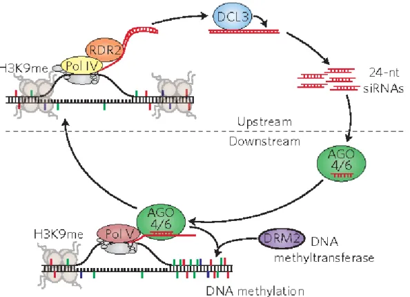 Figure  20   :  Le  mécanisme  de  méthylation  de  l’ADN  dépendante  des  petits  ARNs  canonique  (RdDM 