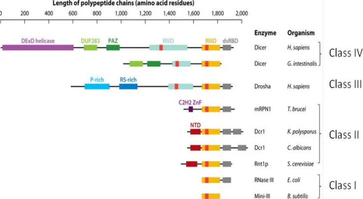 Figure 26  : Rôles des RNases III bactériennes (classe I) dans la maturation des ARN ribosomiques