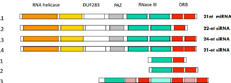 Figure 29  : Composition en domaines fonctionnels des protéines DICER-LIKE et des RNase-Three-Like 1, 2 