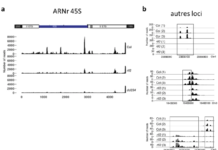 Figure 30  : La protéine AtRTL2, un acteur dans la biogenèse des siARNs chez Arabidopsis