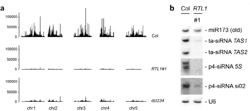 Figure 31  : La protéine AtRTL1, un suppresseur de silencing chez A. thaliana. 
