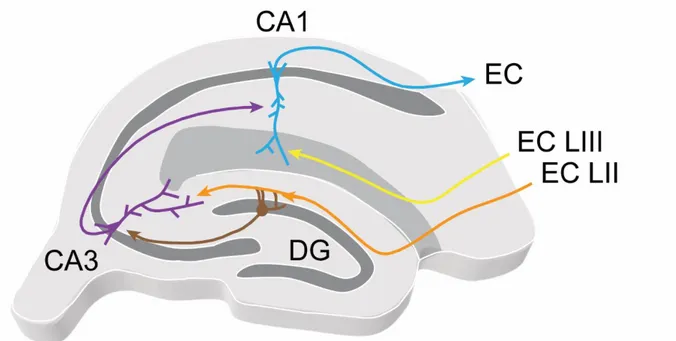 Figure I.2.2. Flow of information in the tri-synaptic loop of the hippocampus. 