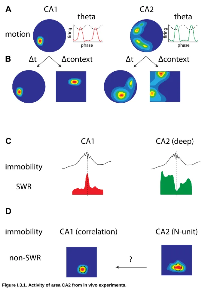Figure I.3.1. Activity of area CA2 from in vivo experiments. 