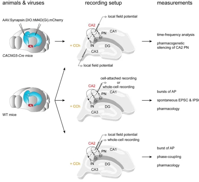 Figure II.8.1. Experimental workflow of the study on CCh-induced network activity.   