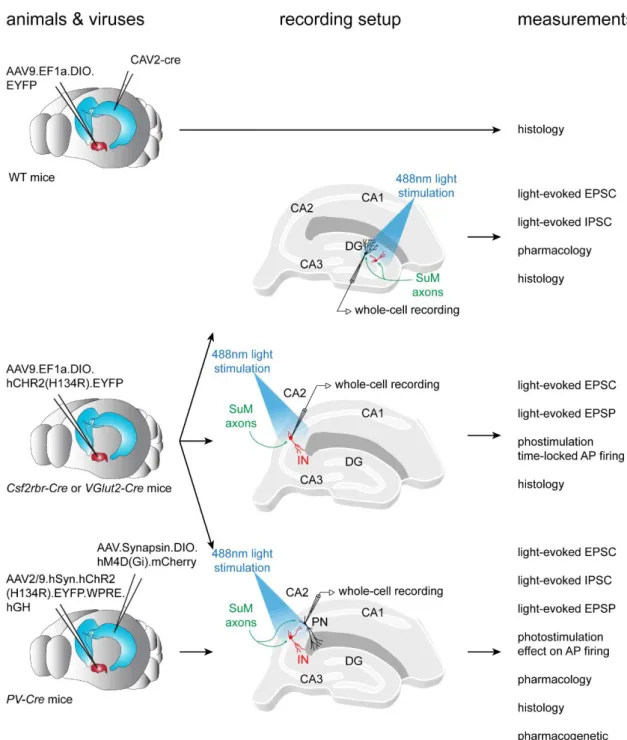 Figure II.8.2. Experimental workflow of the study on SuM input to area CA2.   