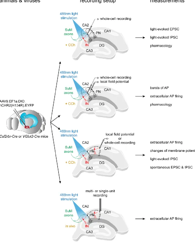 Figure II.8.3. Experimental workflow of the study on the consequences of SuM activation on area  CA2 and CA1 activity