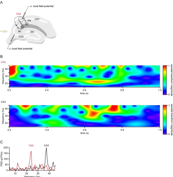 Figure III.1.2. Temporal relations of CCh-induced oscillations from area CA2 and CA3. 