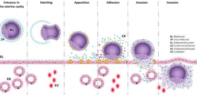 Figure 1: Overview of Human embryo implantation steps   From Fitzgerald, Human Reprod Update, 2008 