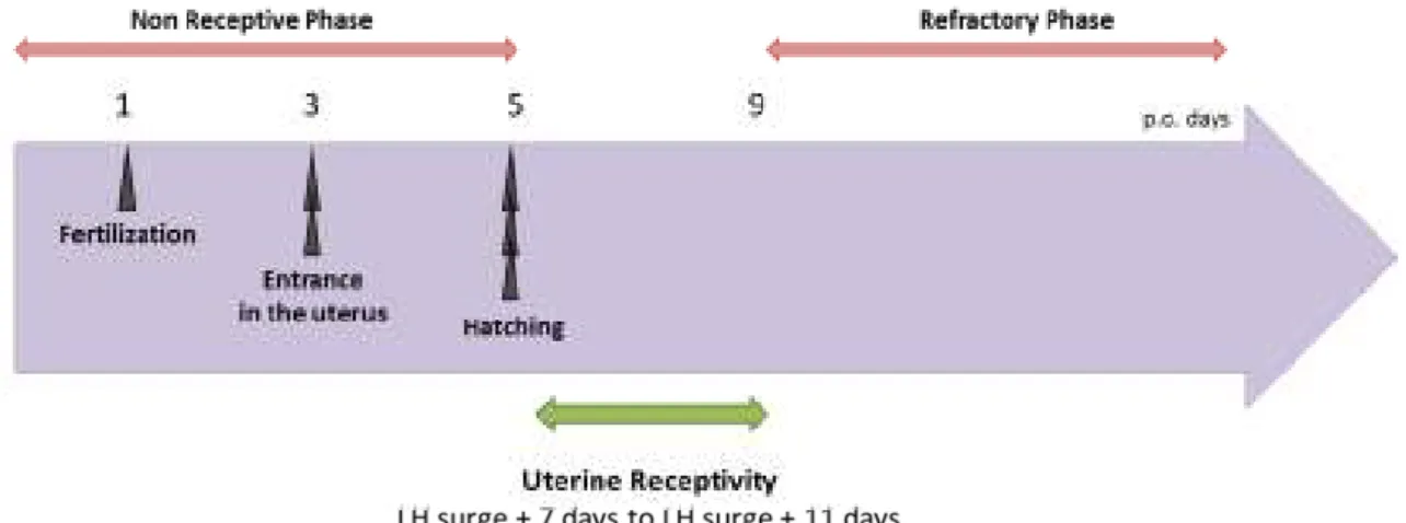 Figure 2: Chronology of uterine events in Human 