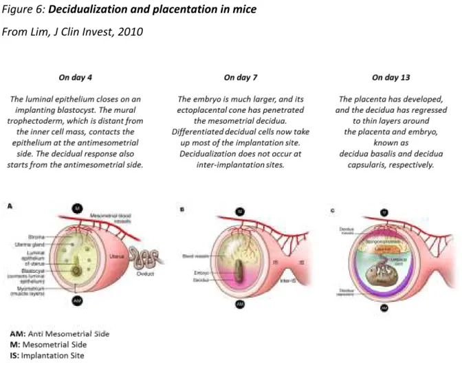 Figure 6: Decidualization and placentation in mice  From Lim, J Clin Invest, 2010 