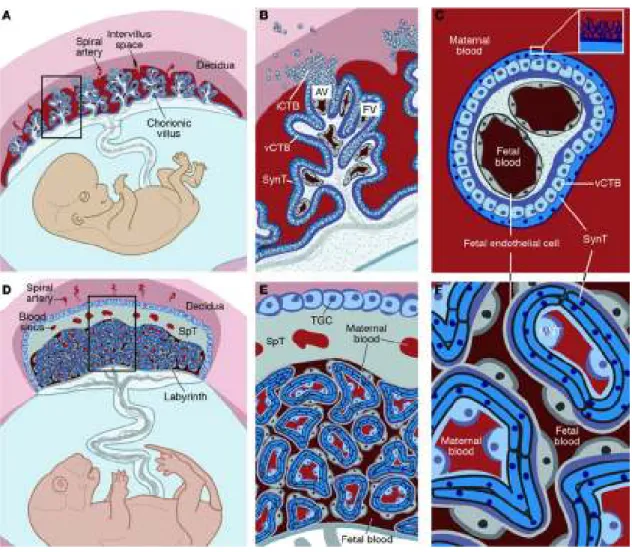 Figure 7: Comparative anatomy of human and mouse placentas  From Maltepe, J Clin Invest, 2010 