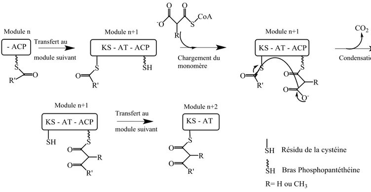 Figure 3. Fonctionnement des domaines KS, AT et ACP avec un monomère de malonyl-CoA. 