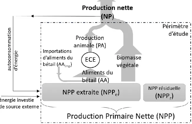 Figure 1.2 : Périmètre et cadre du calcul de la production nette agricole (NP). L’ECE est l’efficacité de conversion  énergétique  des  aliments  de  bétail  en  production  animale
