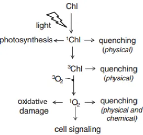 Figure 2:  1 O 2  generation by excited chlorophyll (from Fischer et al.,2013) 