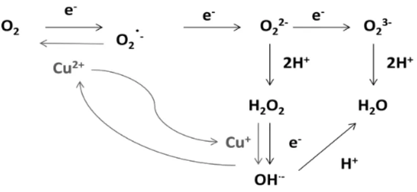 Figure  3:  ROS  production  by  multistep  reduction  of  oxygen.(from  Appel  &amp;  Hirt,  2004;  Gechev  et 