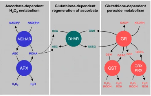 Figure 6: Ascorbate-Glutathione cycle (from Foyer and Noctor 2011)