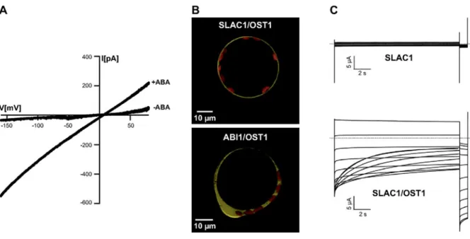 Figure 14: Anion channel SLAC1 controlled by protein kinase-phosphatase. A: S-type anion channels in  the plasma membrane of Vicia faba guard cells are activated by stress hormone ABA