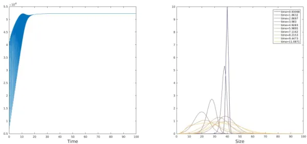 Figure 9 – Numerical simulation of convergence to (PSS):SLS simulation (left image) and evolution of the size distribution (right images)