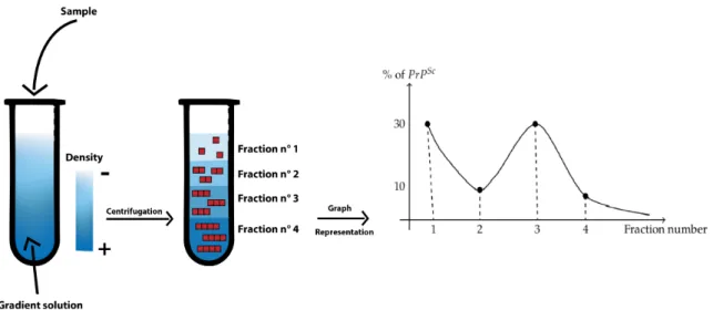 Figure 11 – Scheme of the Sedimentation Velocity (S.V) experiments in order to obtain the size distribution of the particles.