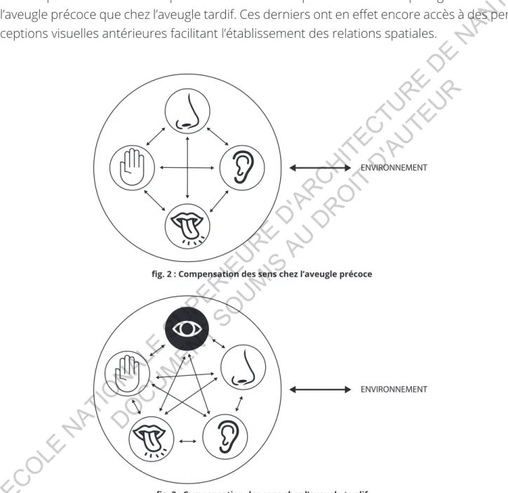 fig. 3 : Compensation des sens chez l’aveugle tardif ECOLE  NATIONALE  SUPERIEURE  D'ARCHITECTURE  DE  NANTES DOCUMENT SOUMIS AU DROIT D'AUTEUR