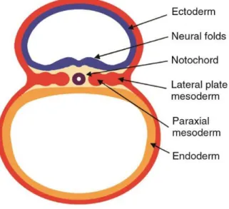 Figure 10. Origin of osteochondro-progenitor cells in the vertebrate embryo. Scheme of a cross- cross-section of mouse embryo after gastrulation at day 8 of development (equivalent to day 17 in humans)