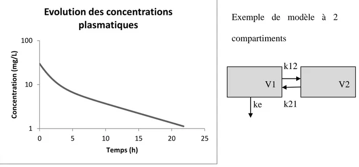 Figure 4 : Cinétique bicompartimentale après administration en intraveineuse 