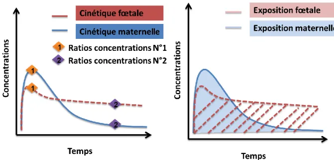 Figure 6 : Rapports de concentrations et d'exposition entre la mère et le fœtus 