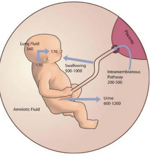 Figure 7 : Echange entre le fœtus et le liquide amniotique en fin de grossesse [49] 