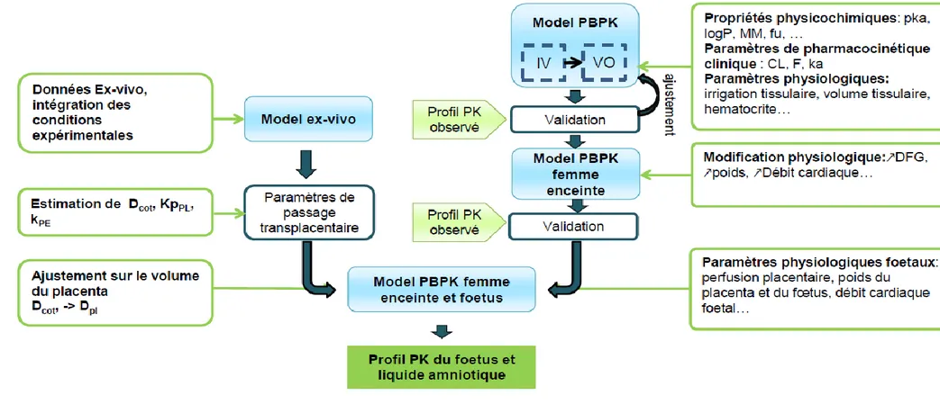 Figure 11: Représentation schématique des étapes de la construction des modèles PBPK 