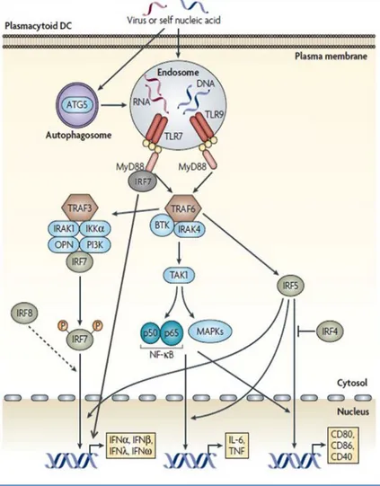 Figure 3 : La voie d’activation des  pDC  par  les  TLR  en  réponse  aux  acides  nucléiques