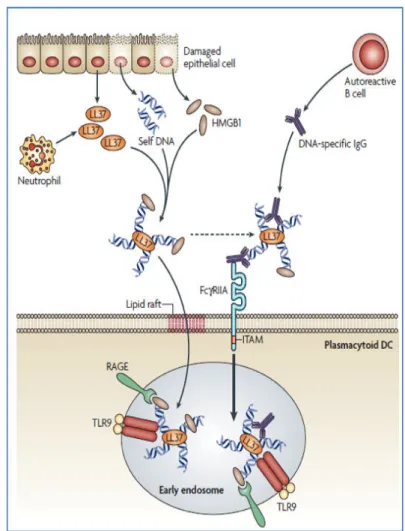 Figure  5 :  La  reconnaissance  de  l’ADN  du  soi.  Le  peptide  antimicrobien LL37 est sécrété par les  cellules  épithéliales  endommagées
