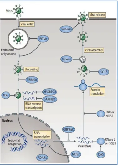 Figure  7 :  Mécanisme  intracellulaire  utilisant  les  ISG  contre  les  virus.  Beaucoup  de  stratégies  antivirales  sont  mises  en  place  par  les  protéines  induites  par  l’IFN