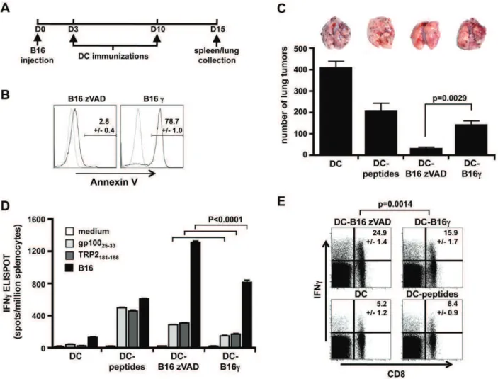 Figure 1. DC cultured with live B16 cells induced strong protection against tumor in a therapeutic setting