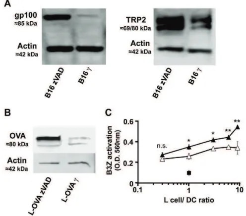 Figure 4. More native antigen in live than in apoptotic donor cells: improved antigen crosspresentation by DC