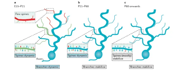 Figure 2 : Dynamique des dendrites et épines dendritiques au  cours du développement