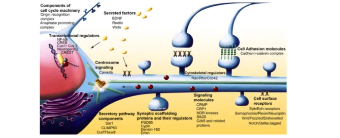 Figure 4 : Différentes classes de molécules impliquées dans la  régulation de l’ arborisation dendritique
