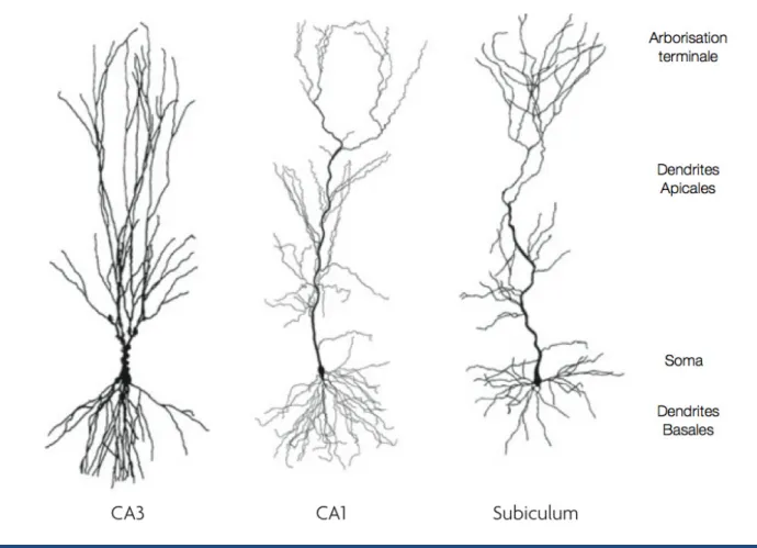 Figure 5 : Structure des neurones pyramidaux de l’ hippocampe et  domaines d’ input synaptique (rat)