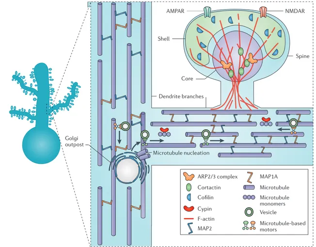 Figure 6 : Relations entre le cytosquelette du dendrite et de  l’ épine dendritique